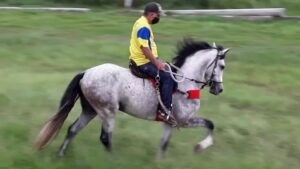 Cavalo acompanha velório de tutor em Itabuna